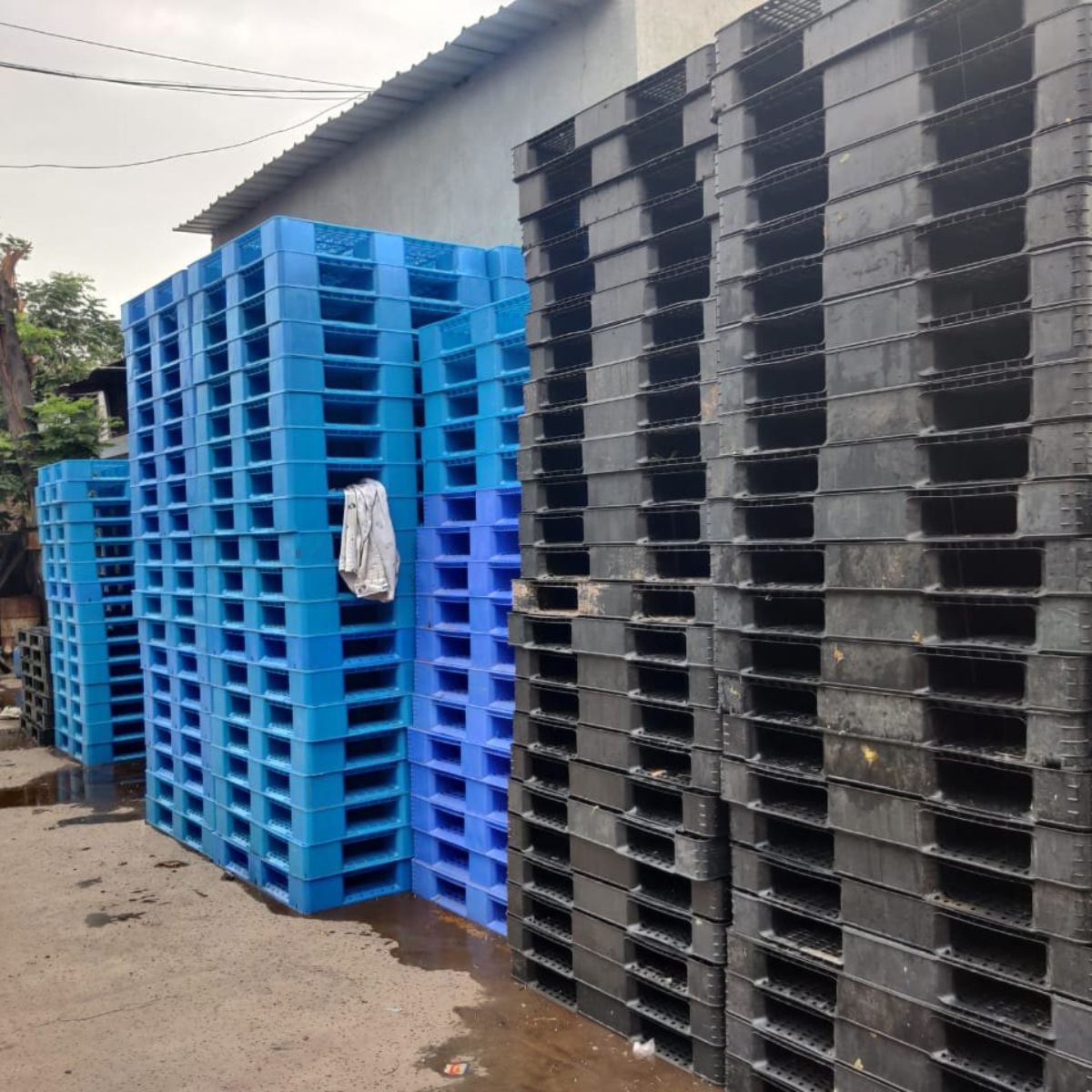 Pallet nhựa
